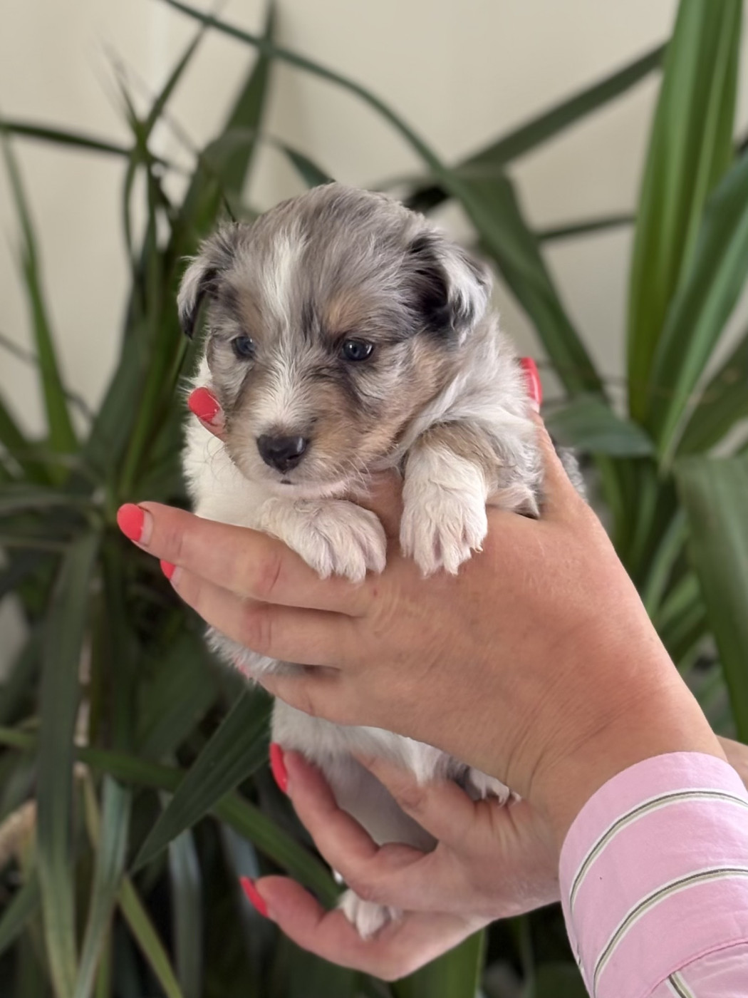 Danielle Levilloux - Chiots disponibles - Shetland Sheepdog