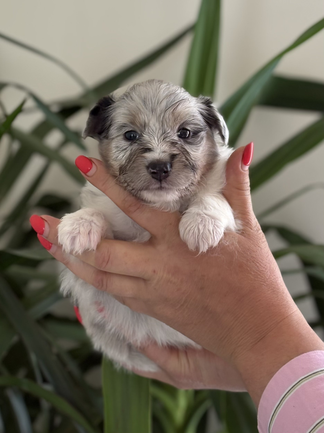 Danielle Levilloux - Chiots disponibles - Shetland Sheepdog