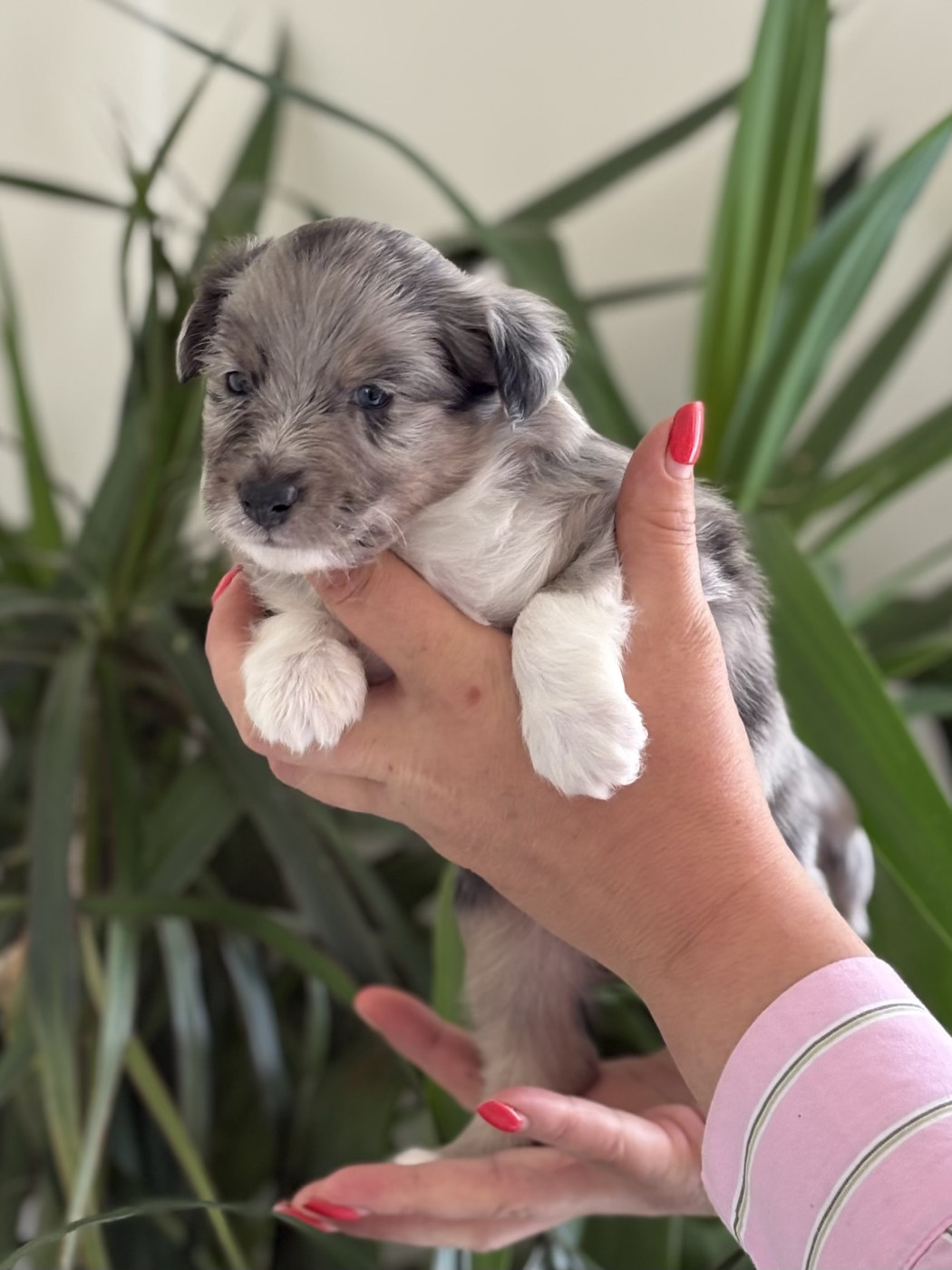 Danielle Levilloux - Chiots disponibles - Shetland Sheepdog